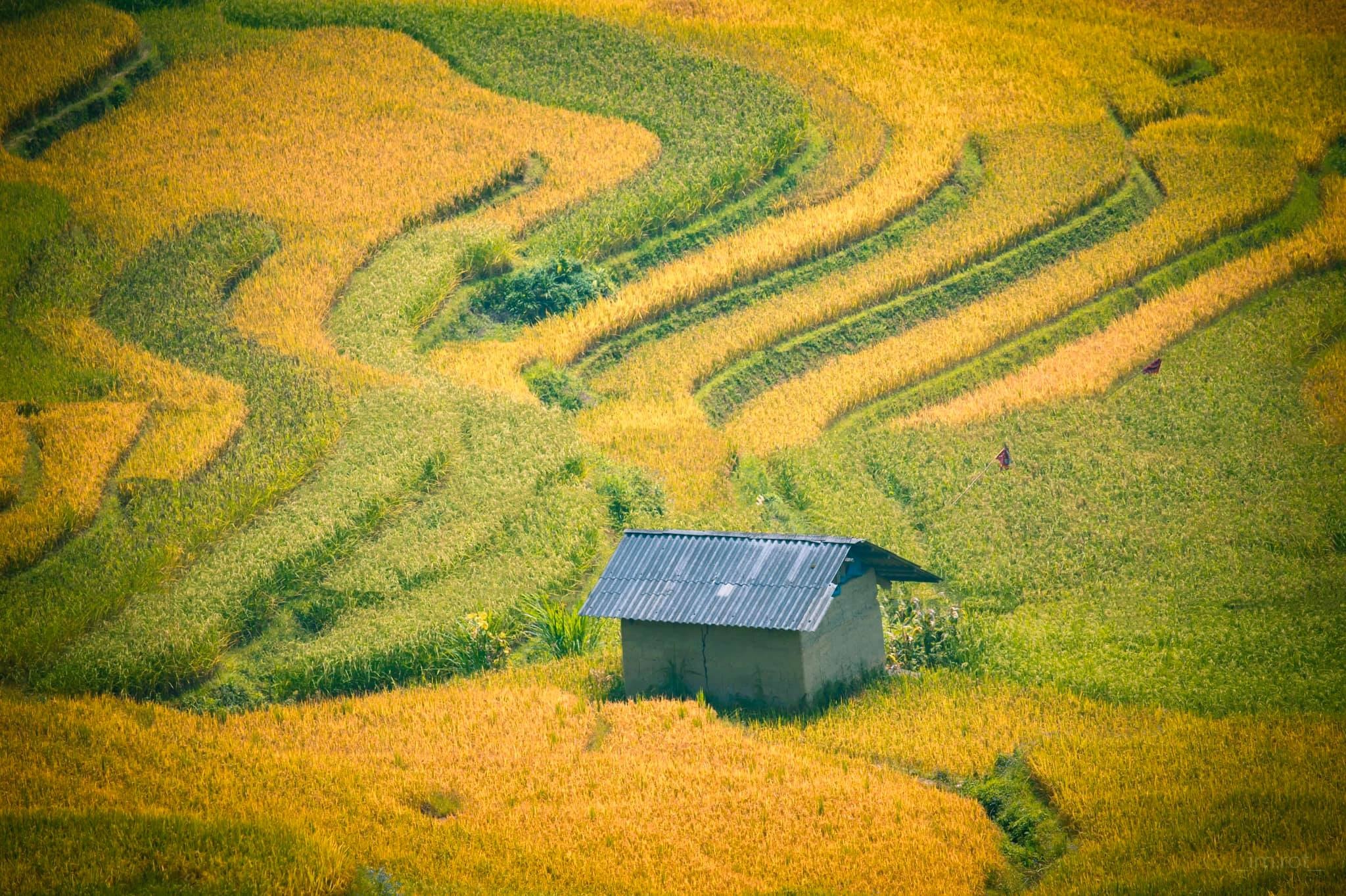 mua vang Y Ty anh 10