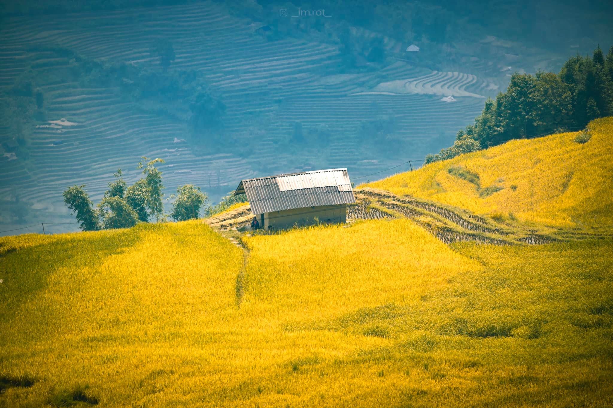 mua vang Y Ty anh 11