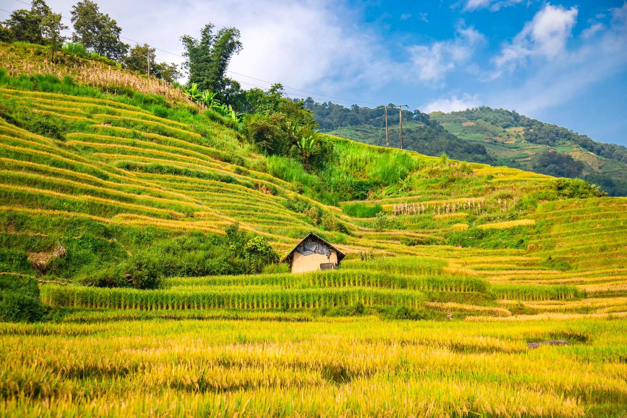 mua vang Y Ty anh 13