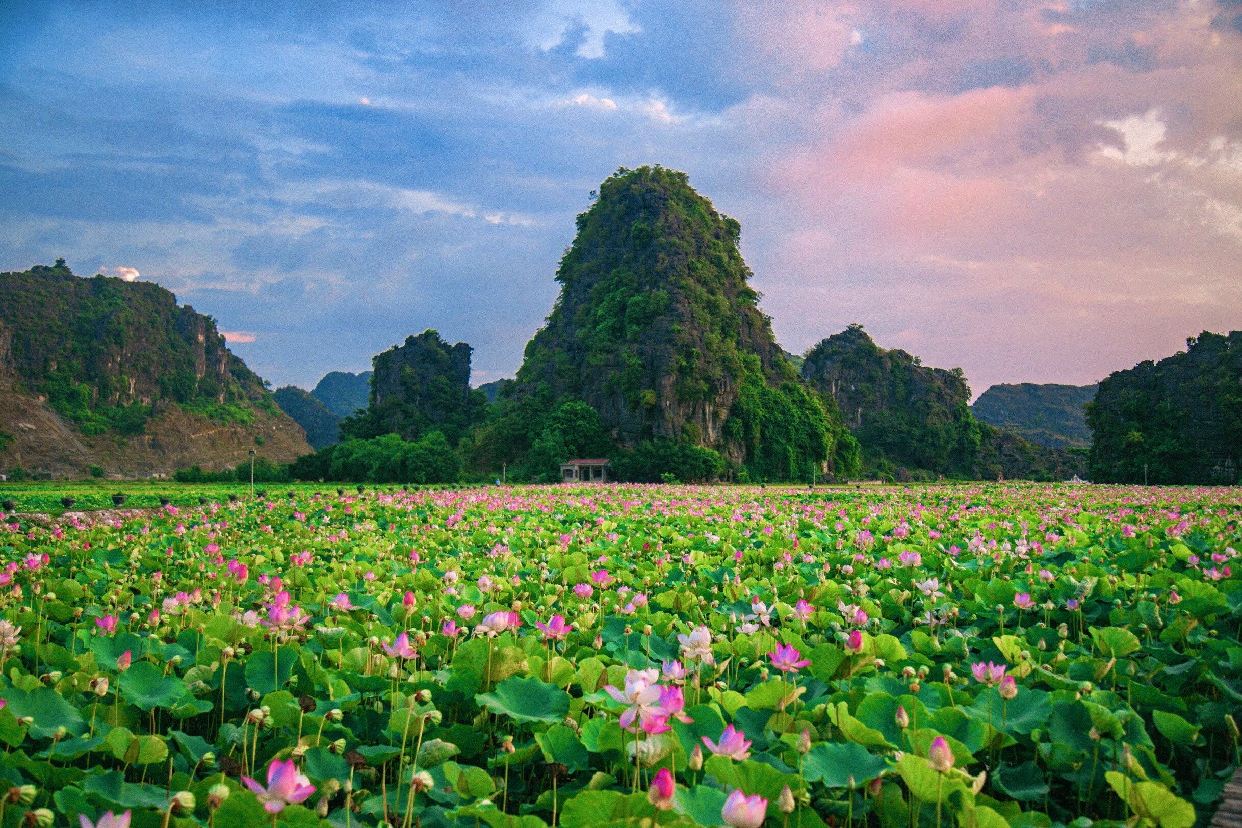 hồ sen nở rộ ở Hang Múa ảnh 8 ho sen no ro o Hang Mua anh 8