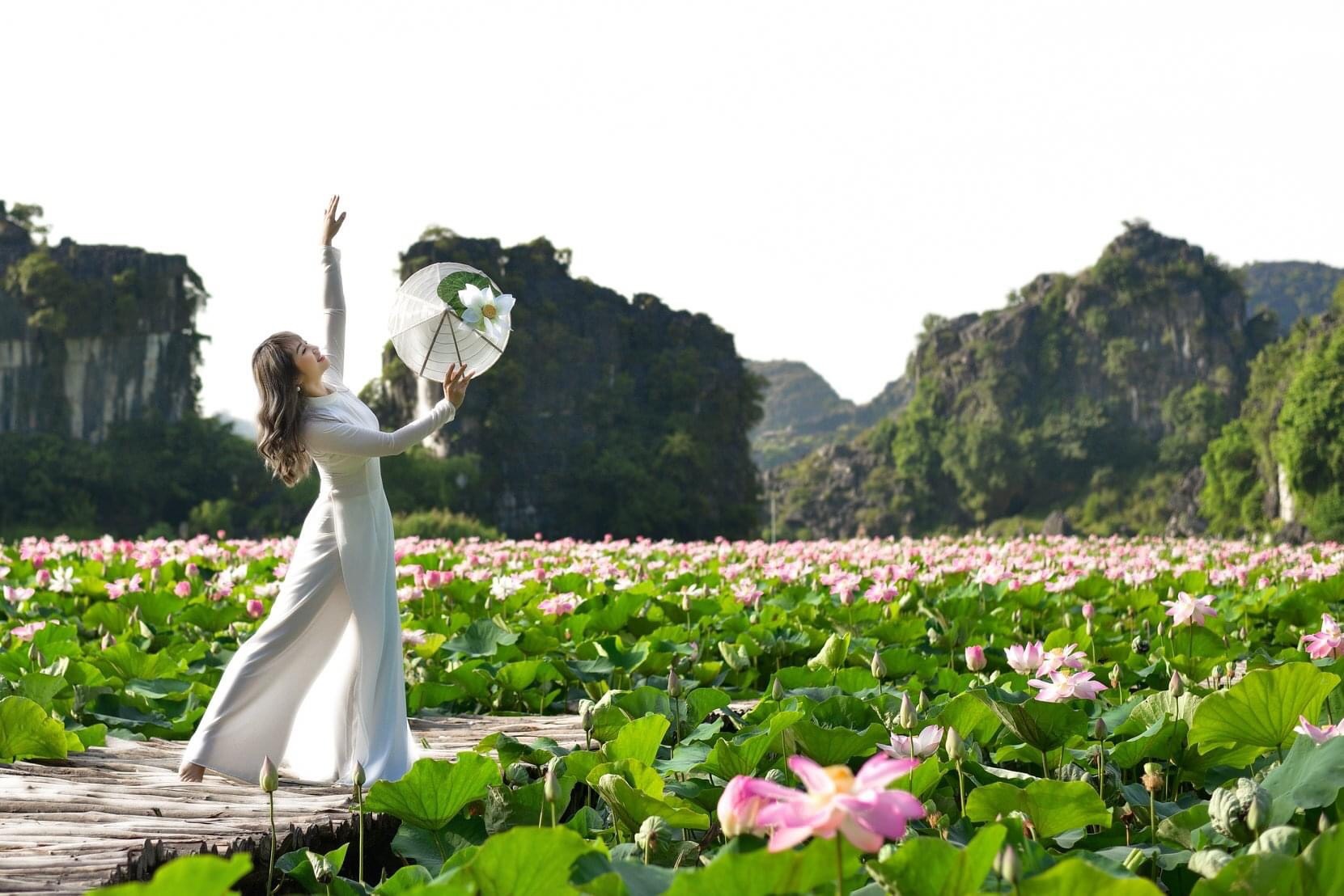 hồ sen nở rộ ở Hang Múa ảnh 6 ho sen no ro o Hang Mua anh 6