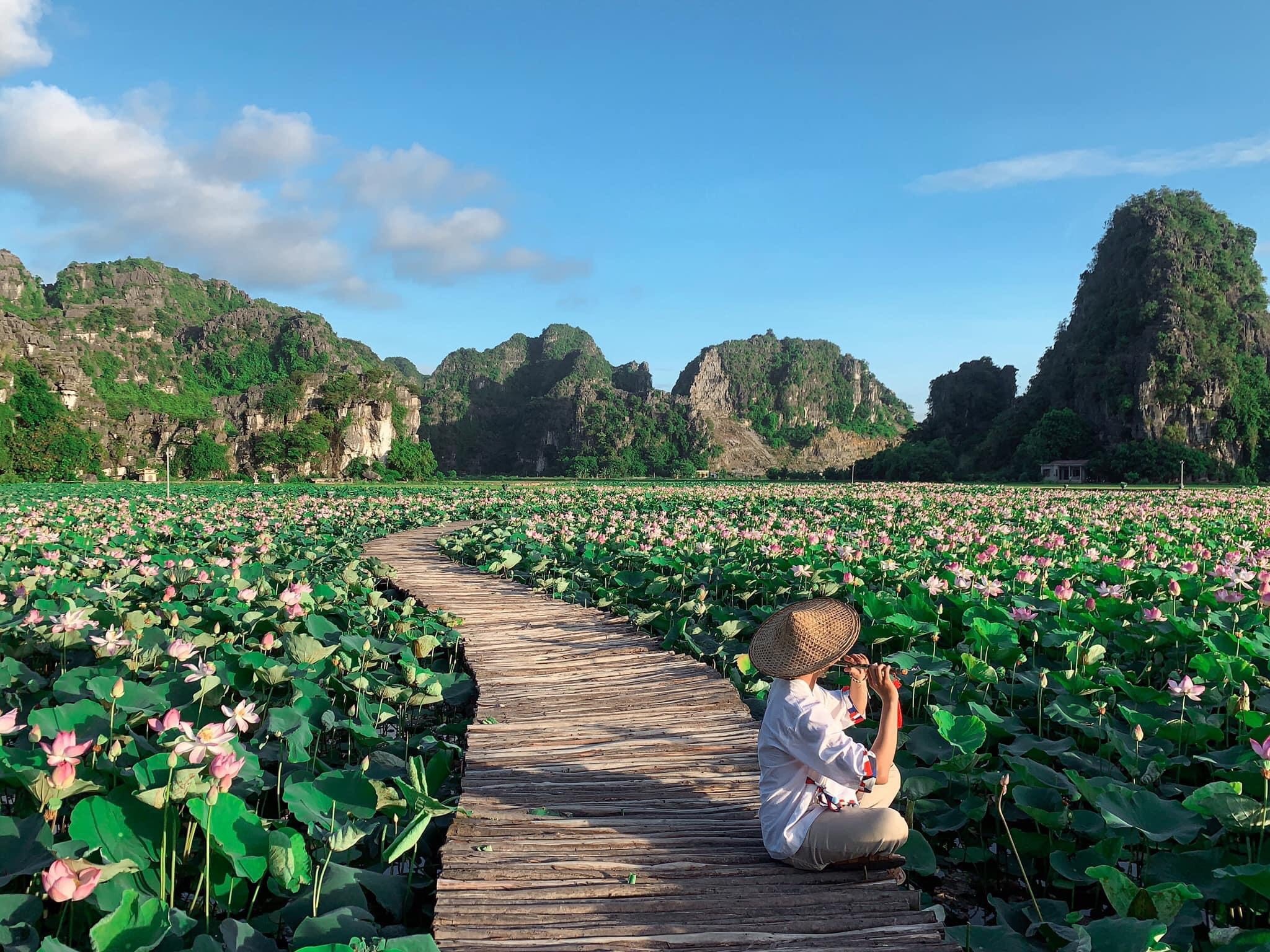 hồ sen nở rộ ở Hang Múa ảnh 1 ho sen no ro o Hang Mua anh 1