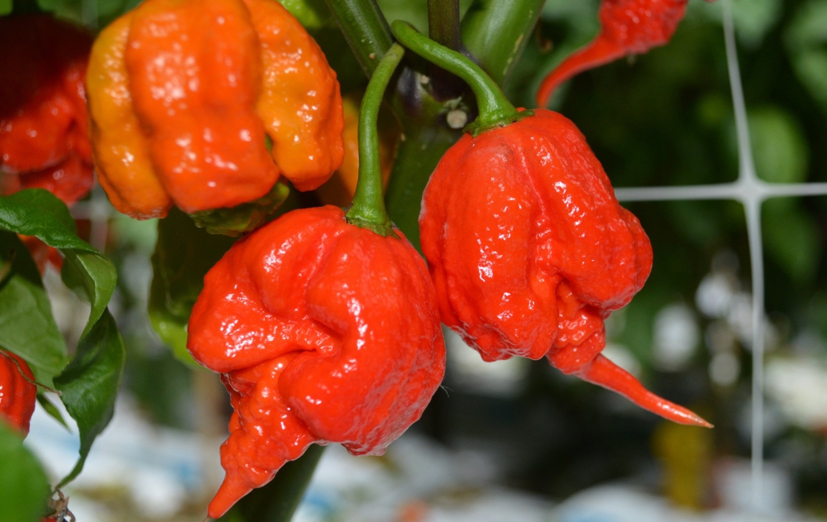 4 loai ot cay nhat the gioi hinh anh