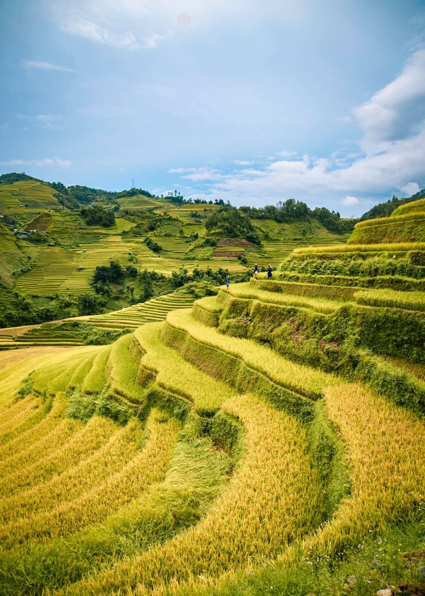 Mu cang chai anh 2