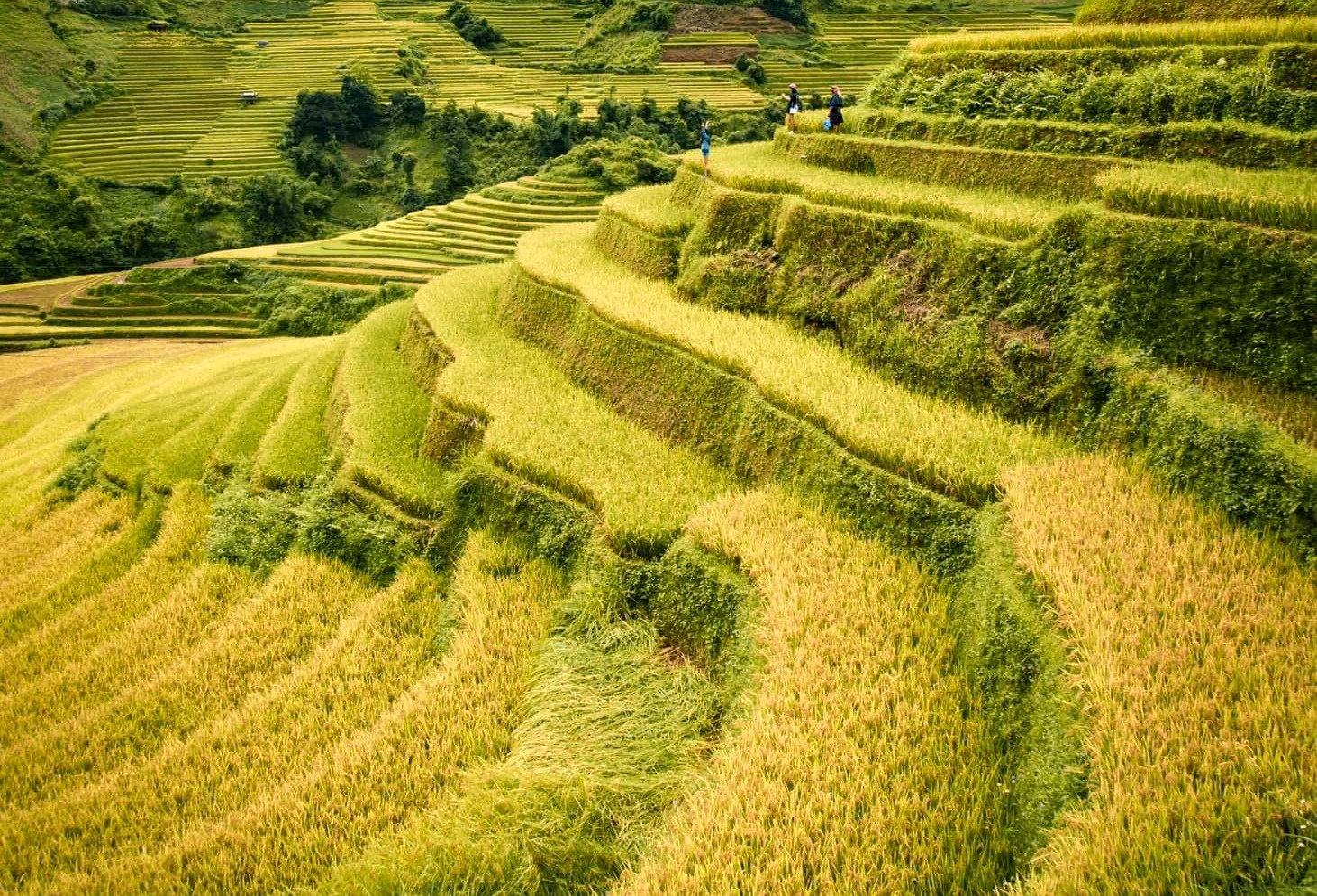 Lich trinh ngam mua vang Mu Cang Chai hinh anh