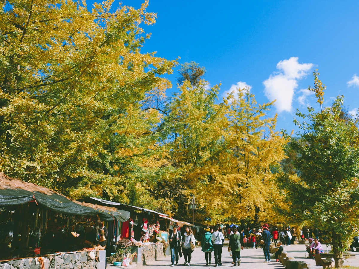 Ngoi lang co hon 30.000 cay re quat o Trung Quoc hinh anh