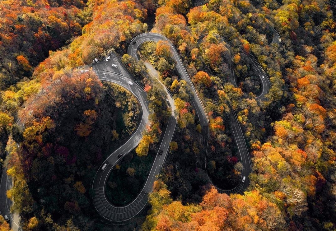 Rung cay la vang tren cung duong 48 khuc cua o Nhat Ban hinh anh