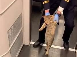 Meo bi duoi khoi tau cao toc vi khong co ve hinh anh