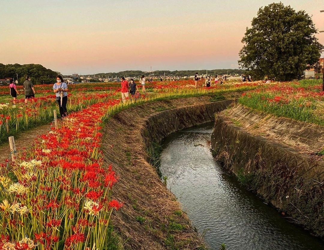 hoa bỉ ngạn ảnh 4 hoa bi ngan anh 4