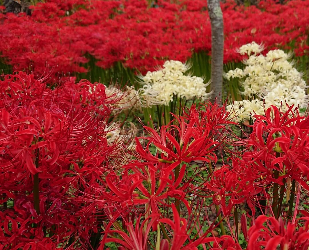 hoa bỉ ngạn ảnh 7 hoa bi ngan anh 7