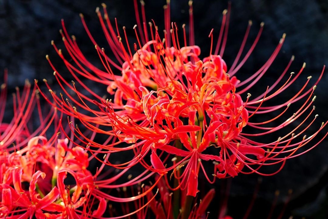 hoa bỉ ngạn ảnh 3 hoa bi ngan anh 3