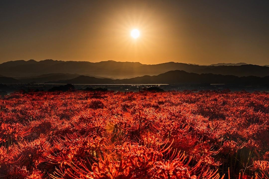 hoa bỉ ngạn ảnh 1 hoa bi ngan anh 1