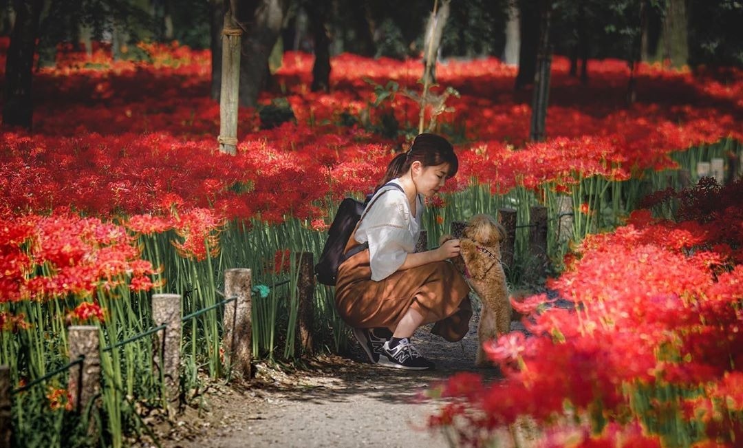 Hoa bi ngan no ruc khap Nhat Ban hinh anh