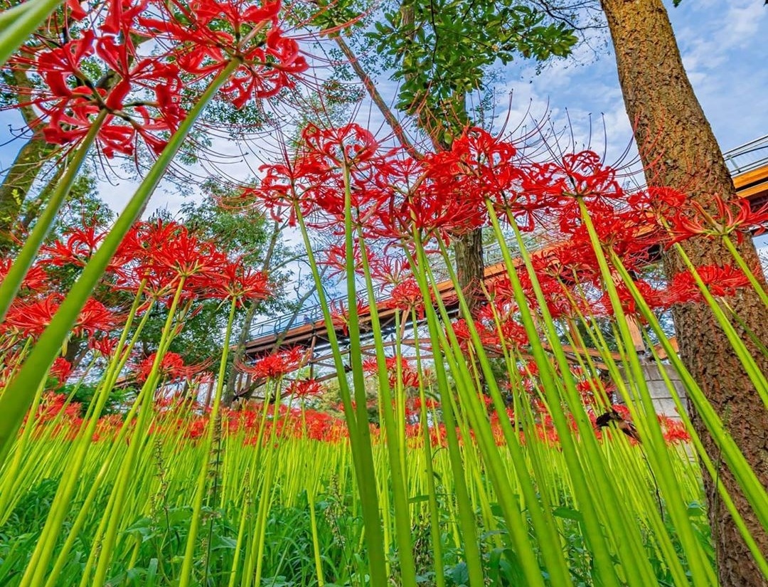 hoa bỉ ngạn ảnh 6 hoa bi ngan anh 6