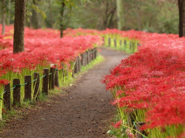 hoa bỉ ngạn ảnh 5 hoa bi ngan anh 5