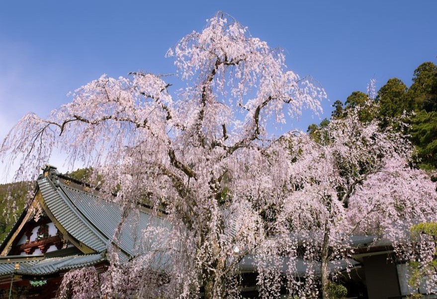 Cay hoa anh dao 2.000 tuoi hinh anh