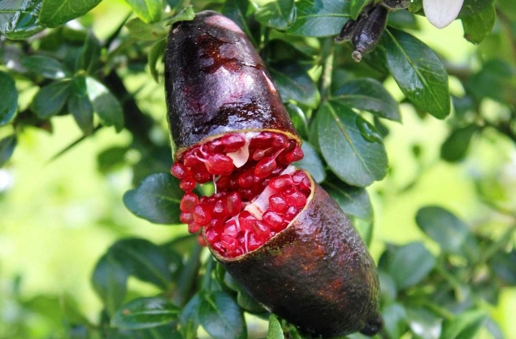 Loai chanh dat nhat the gioi hinh anh