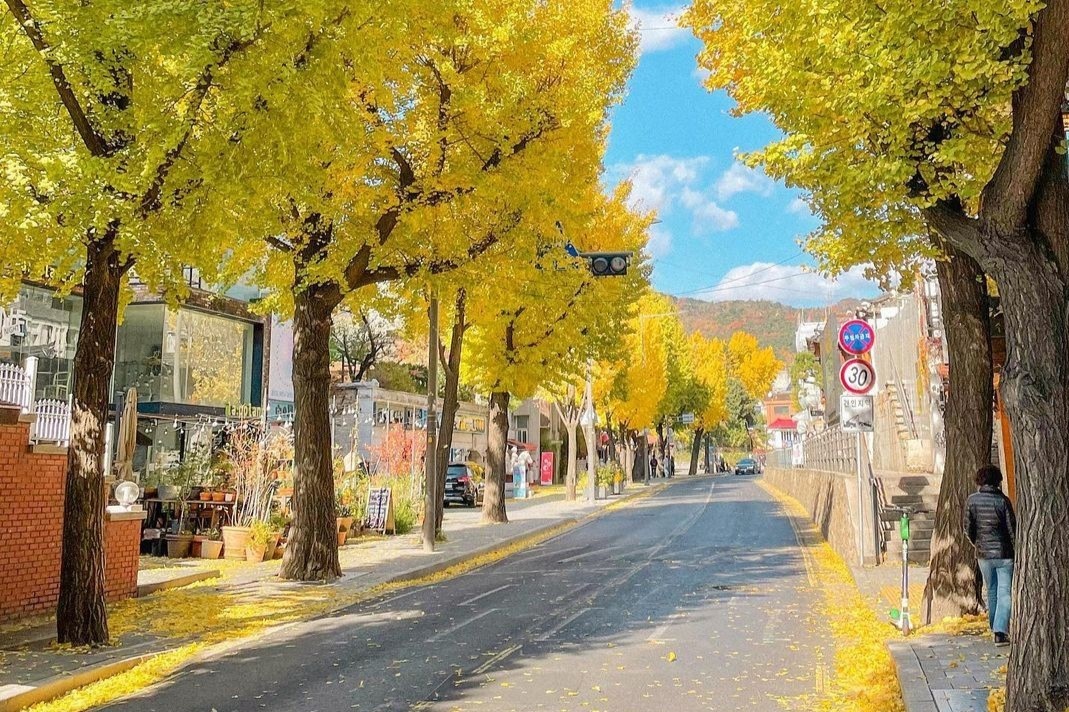 Hang cay la vang tram tuoi tren pho co o Han Quoc hinh anh