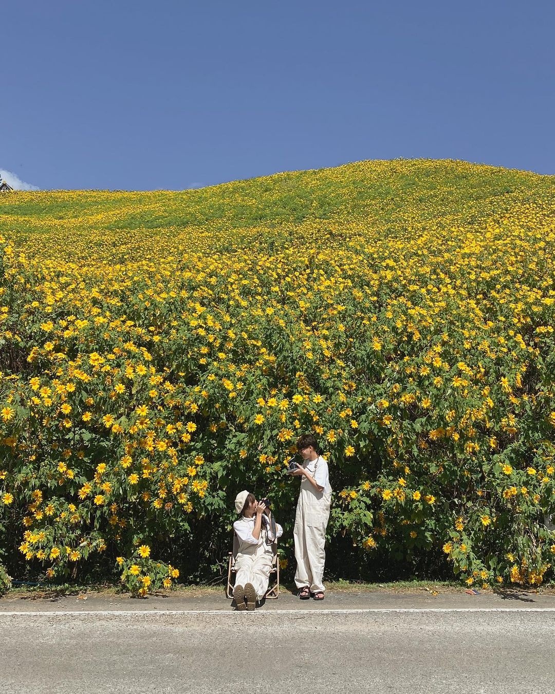 đồi hoa dã quỳ ảnh 6 doi hoa da quy anh 6