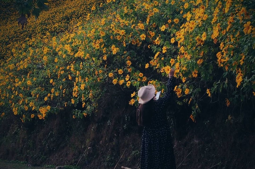 đồi hoa dã quỳ ảnh 5 doi hoa da quy anh 5