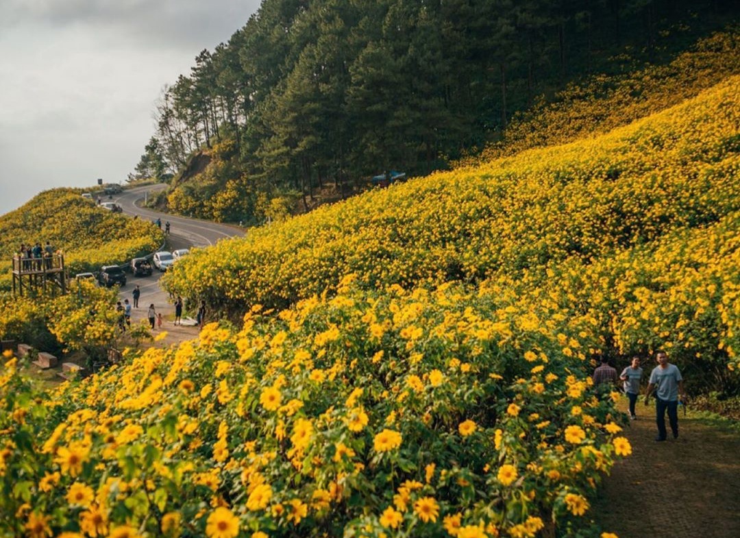 đồi hoa dã quỳ ảnh 3 doi hoa da quy anh 3
