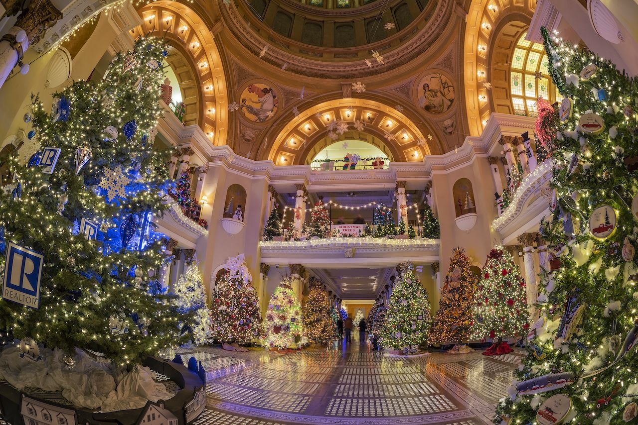 Cây thông Noel  ảnh 5 Cay thong Noel anh 5