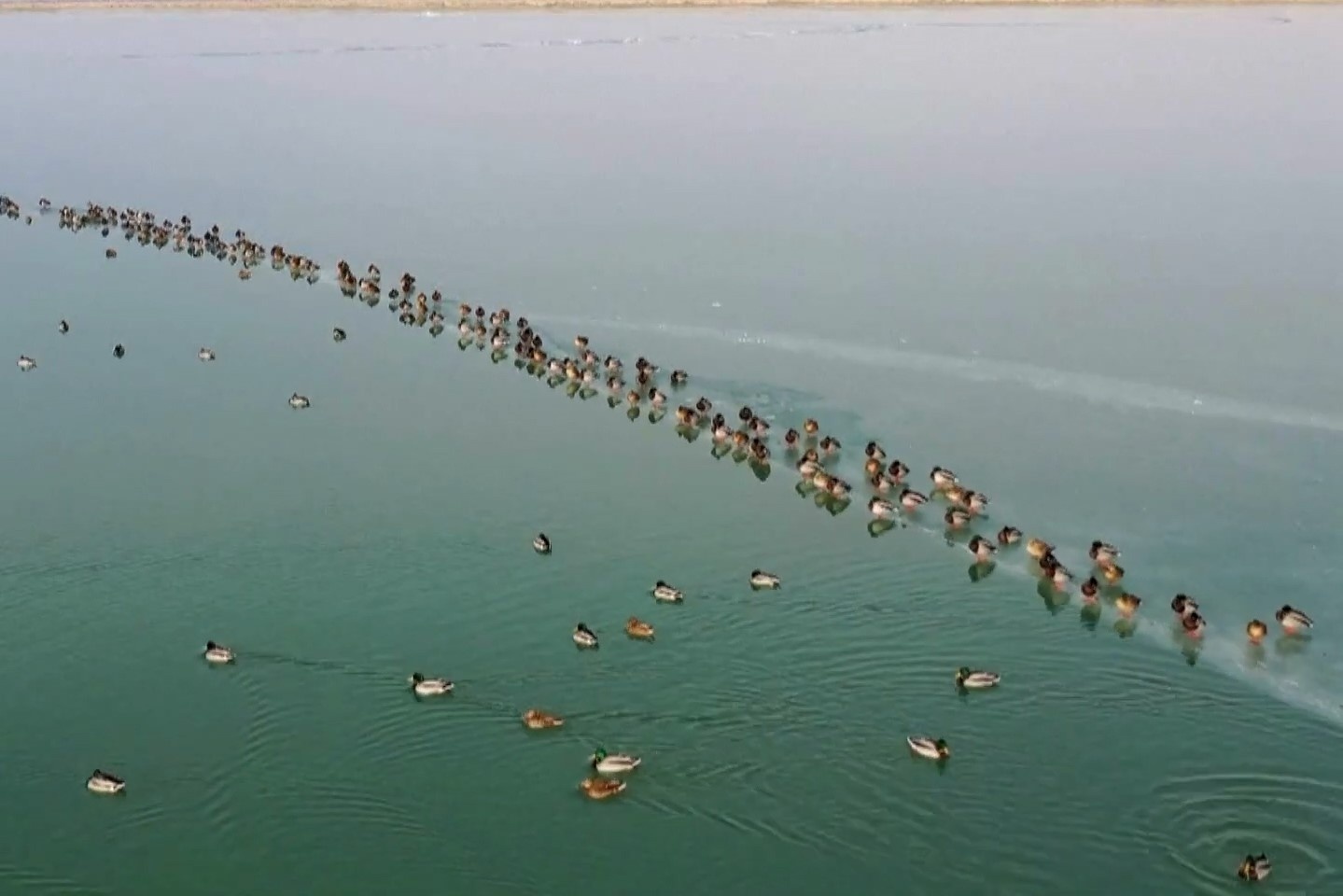 Hang nghin con chim di cu dau tren mat ho chua nuoc hinh anh