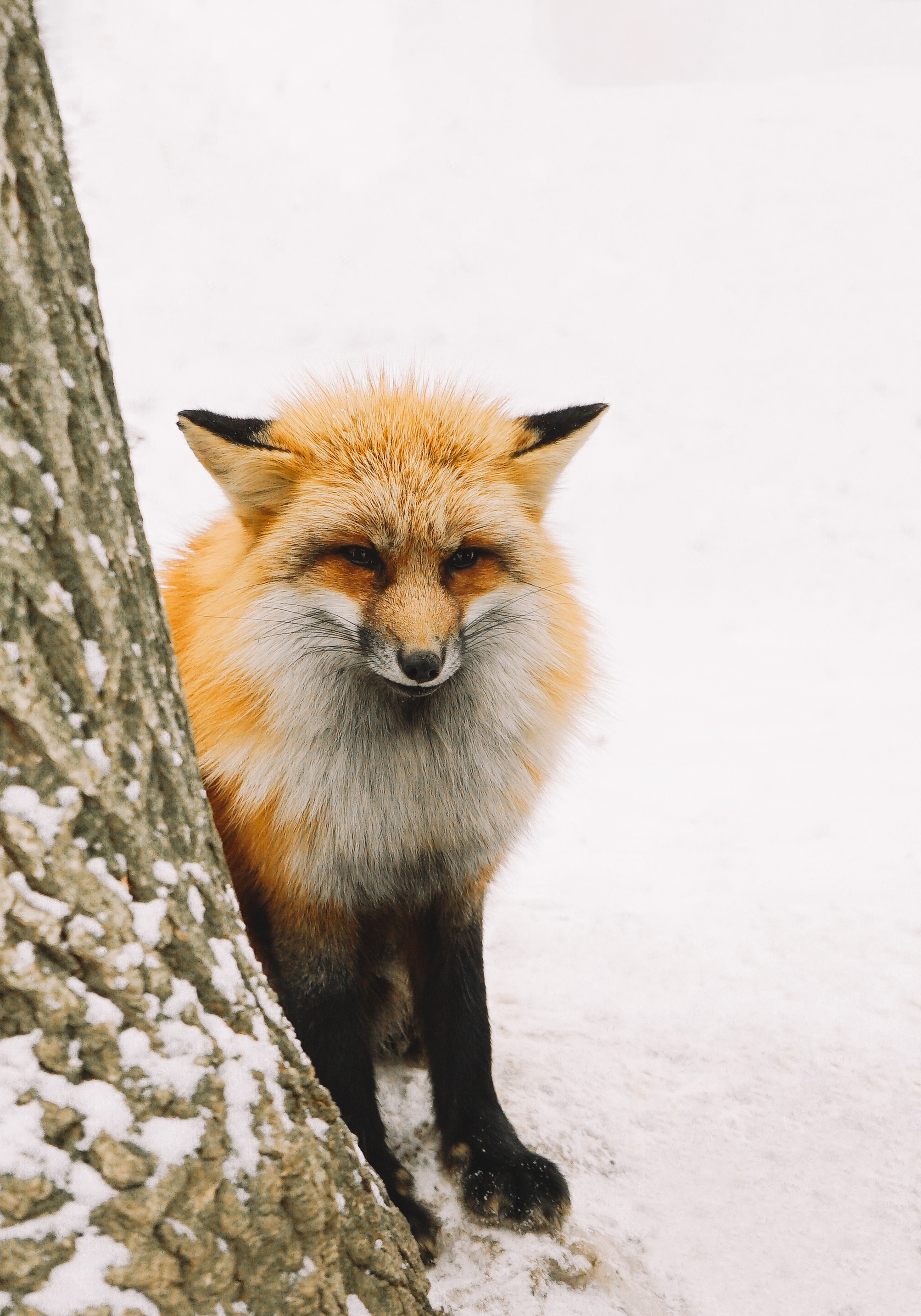 Nhat Ban mua dong anh 17