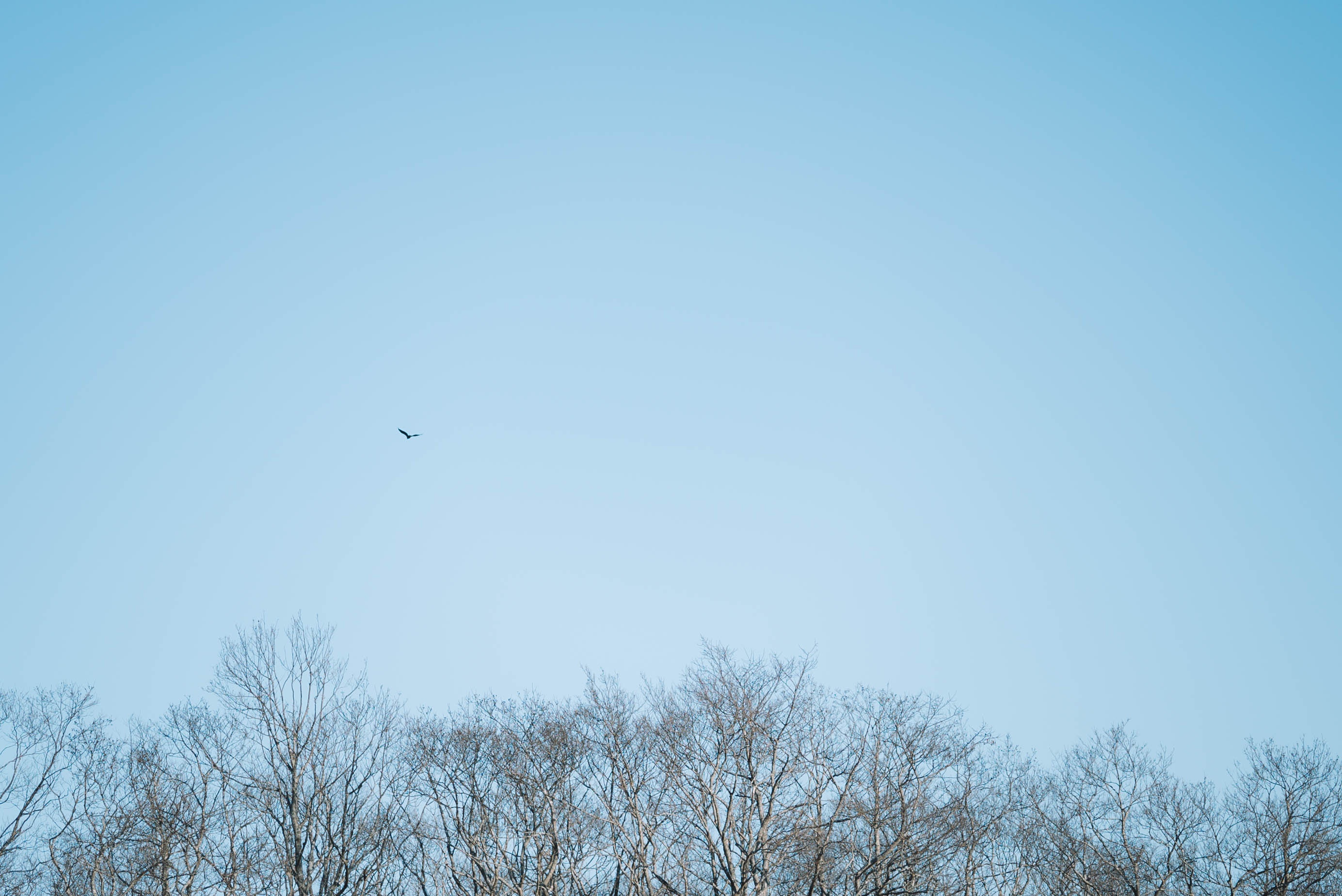 Nhat Ban mua dong anh 10