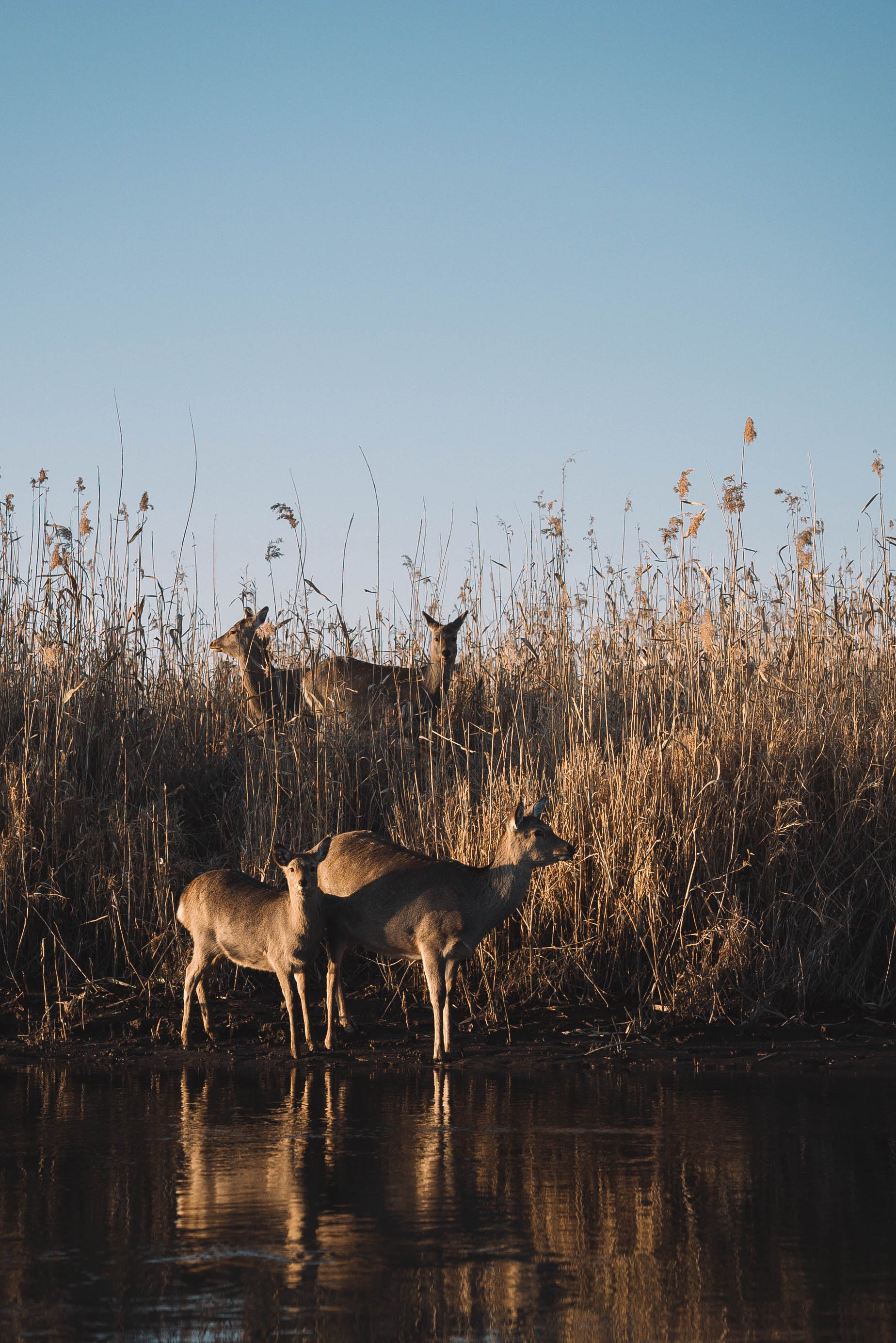 Nhat Ban mua dong anh 15