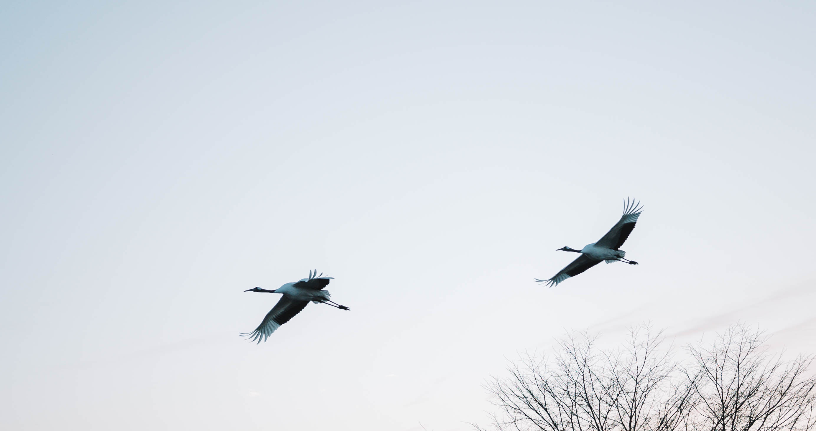 Nhat Ban mua dong anh 11