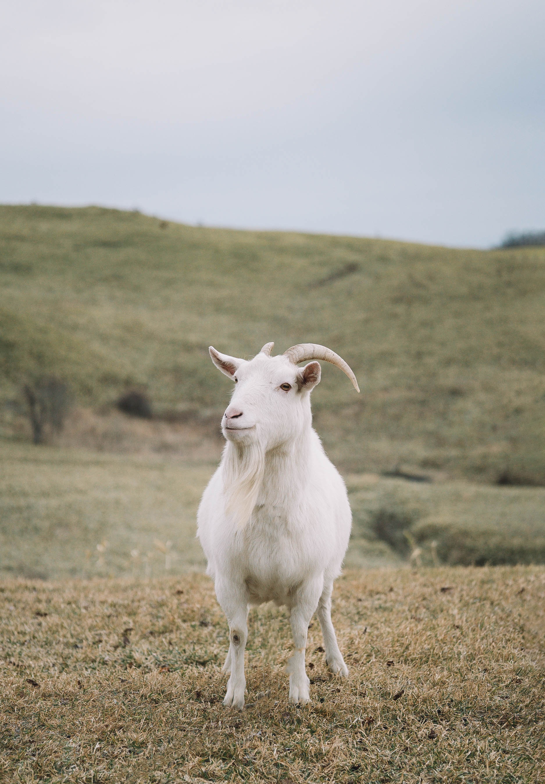 Nhat Ban mua dong anh 14