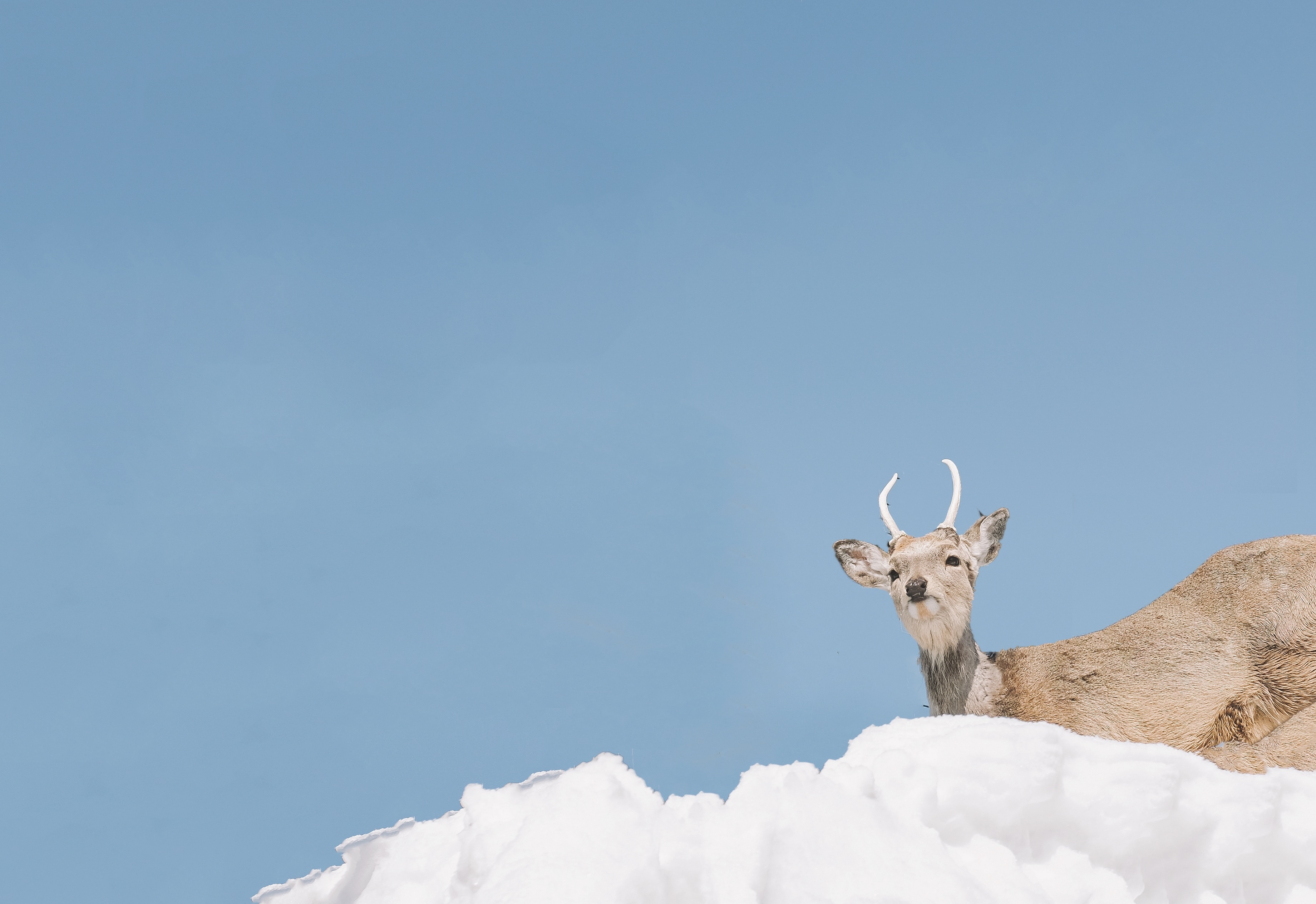 Nhat Ban mua dong anh 18