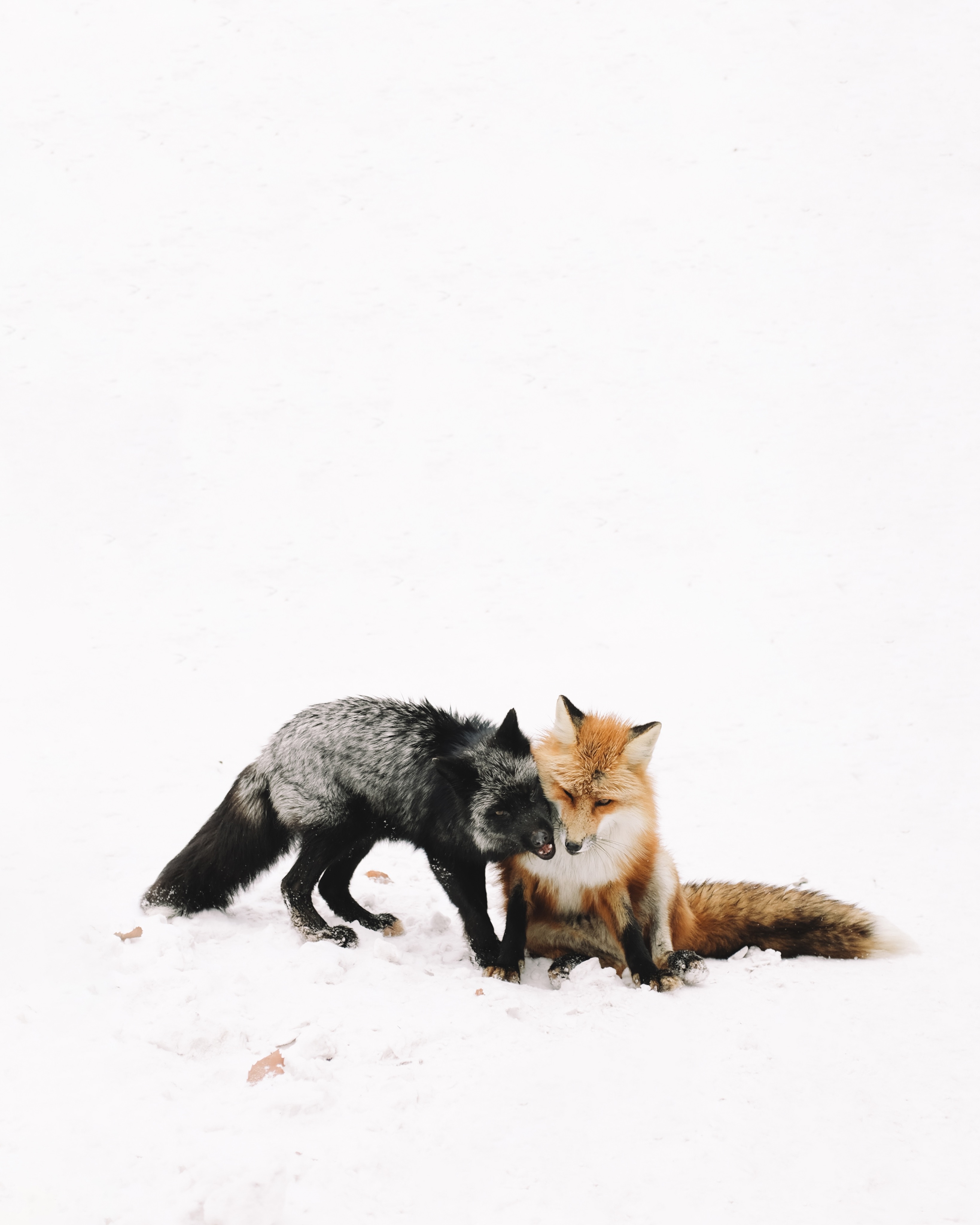 Nhat Ban mua dong anh 16