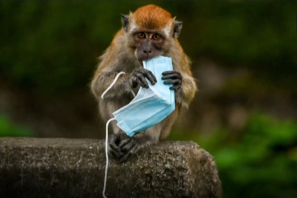 Dong vat hoang da chet nhieu do con nguoi vut khau trang bua bai hinh anh