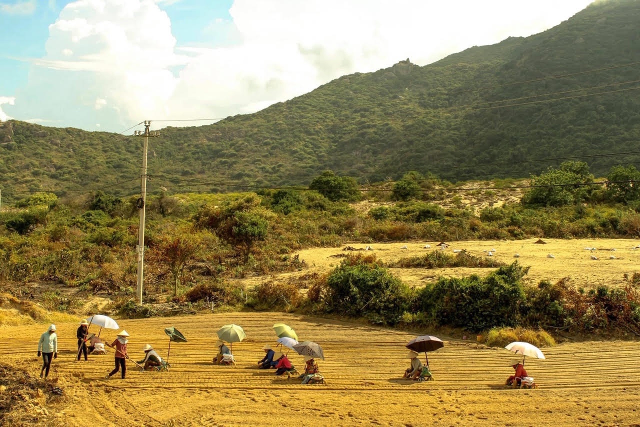 Du lịch Quy Nhơn  ảnh 9 Du lich Quy Nhon anh 9