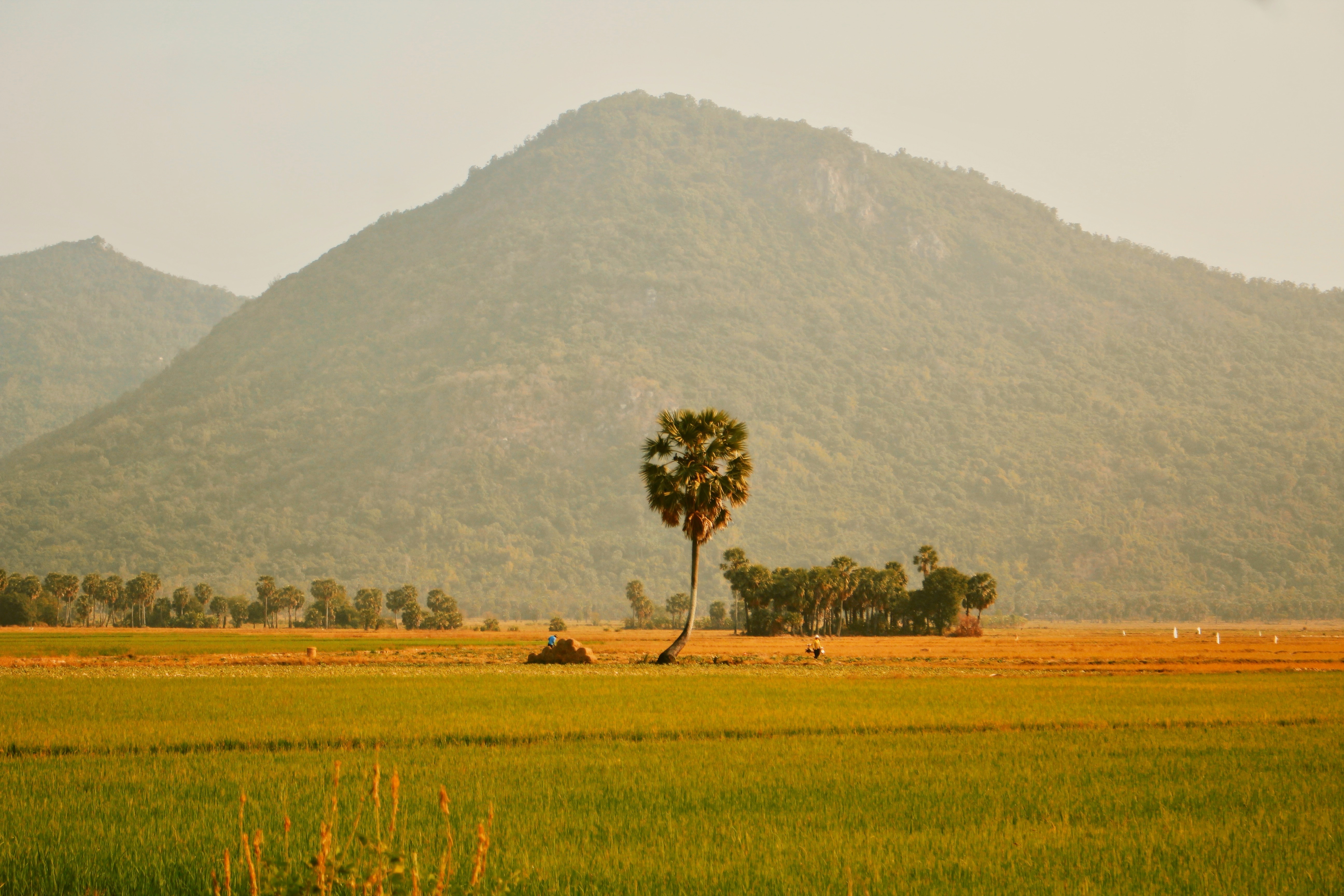 Ghe An Giang mua lua chin hinh anh