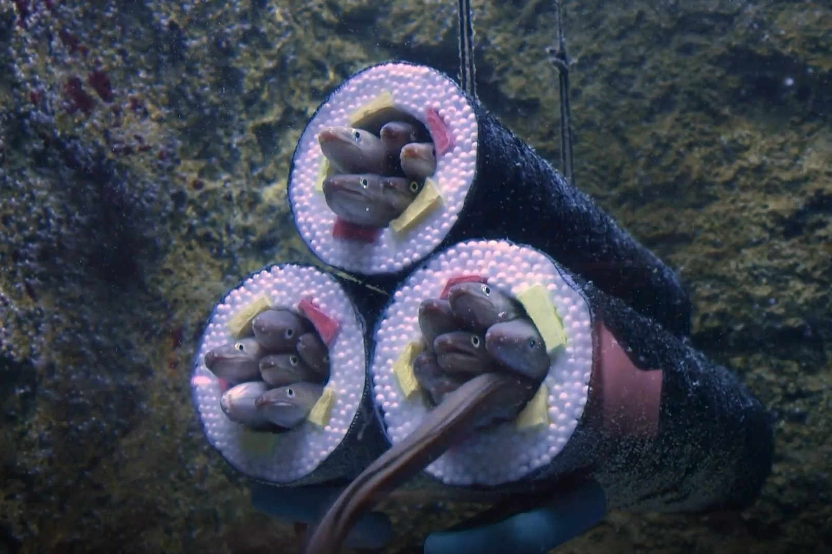 Trien lam sushi luon o thuy cung Nhat Ban hinh anh