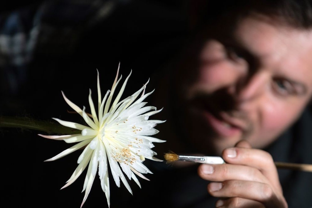 Cay xuong rong Amazon lan dau tien no hoa o Anh hinh anh