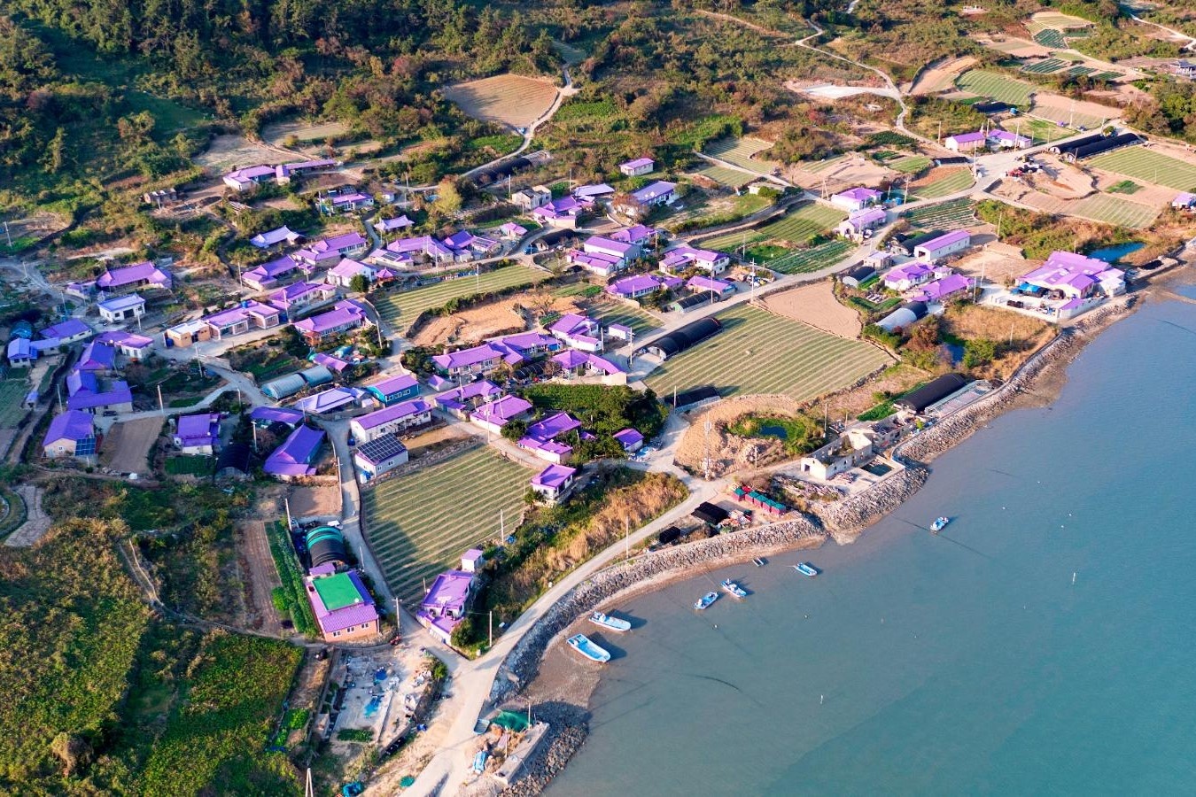 Hon dao toan mau tim hut khach du lich o Han Quoc hinh anh