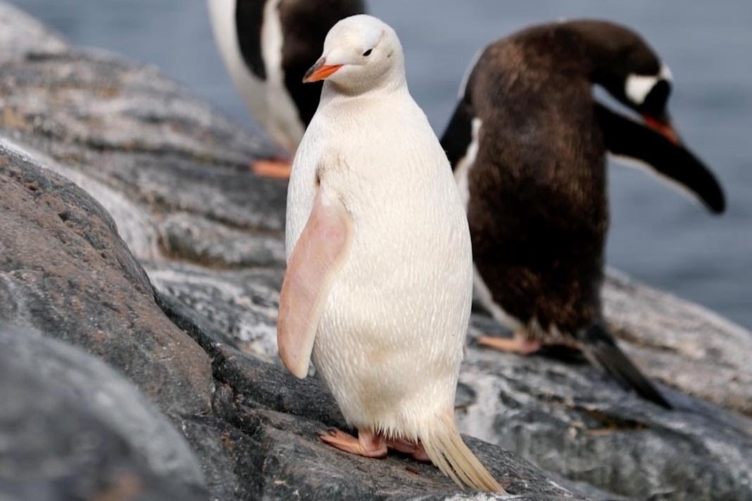 Con chim canh cut trang quy hiem o Nam Cuc hinh anh