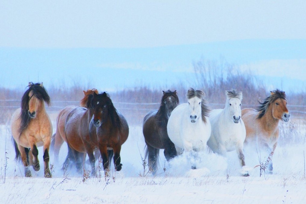 Loai ngua duy nhat song duoc o Bac Cuc hinh anh