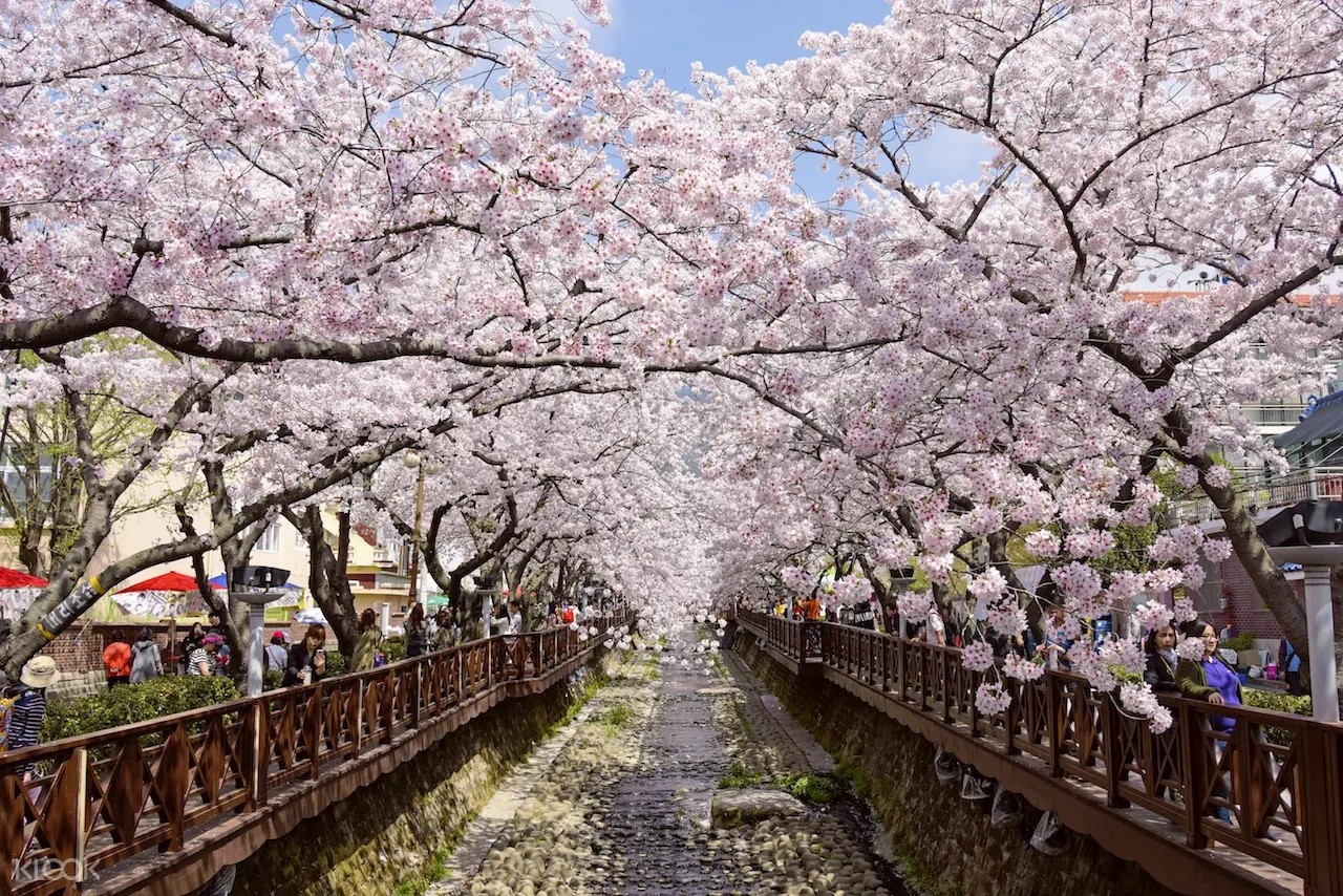 Duong pho Busan vang ve trong mua anh dao bung no hinh anh