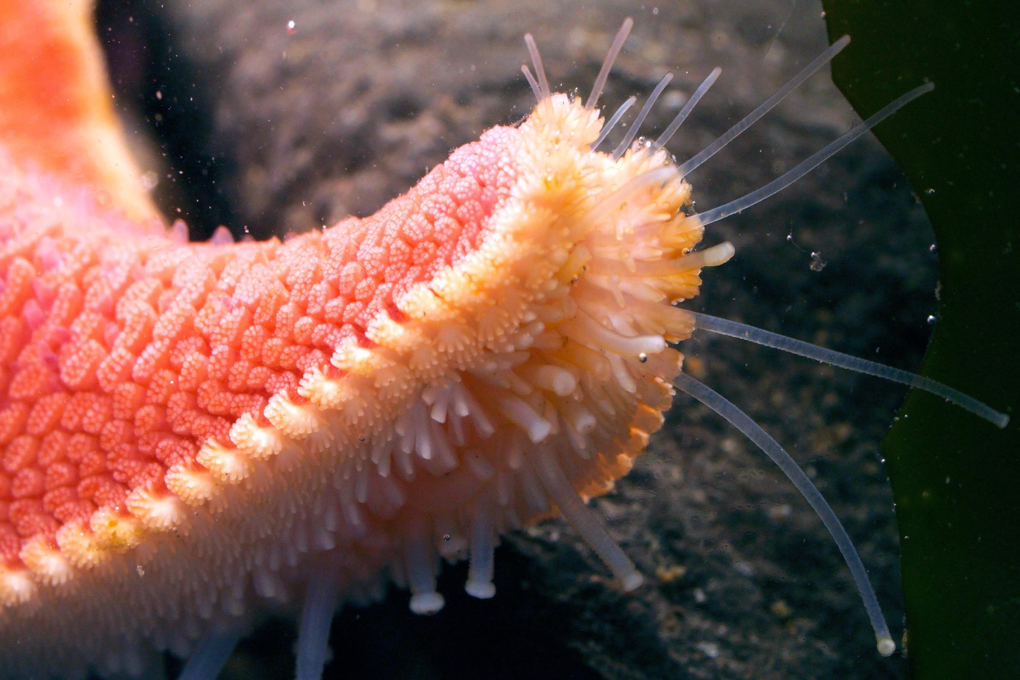 Cach di chuyen va san moi cua sao bien hinh anh