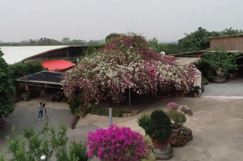 Cay hoa giay dot bien no hai mau hinh anh