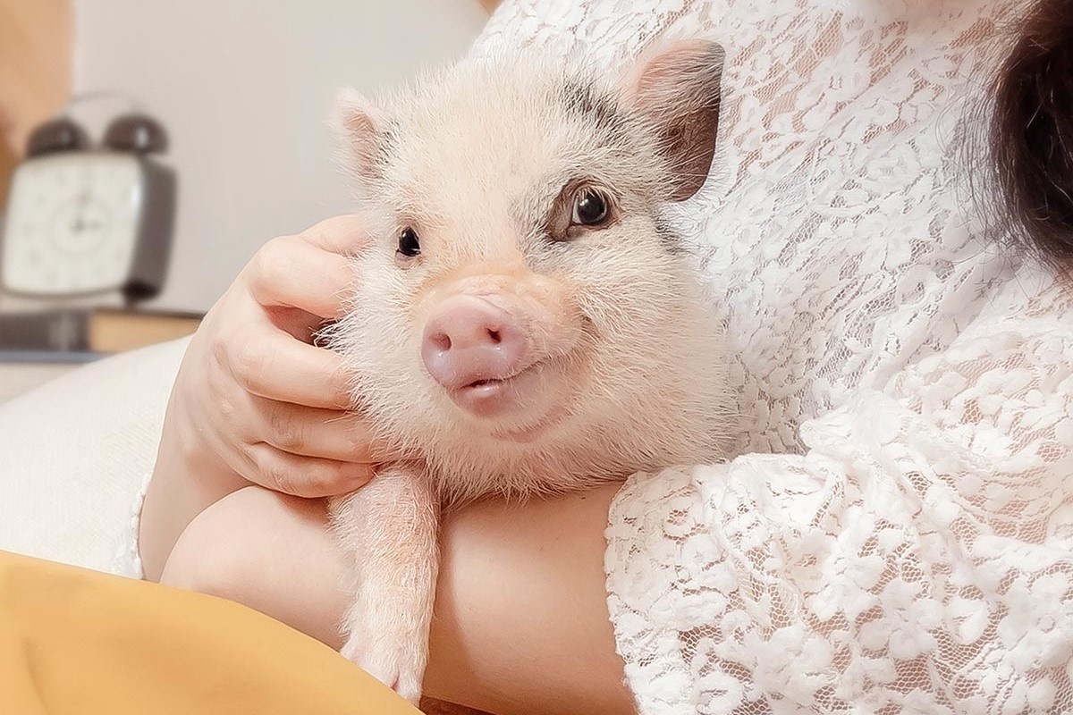 Chuoi ca phe heo cung o Nhat hinh anh