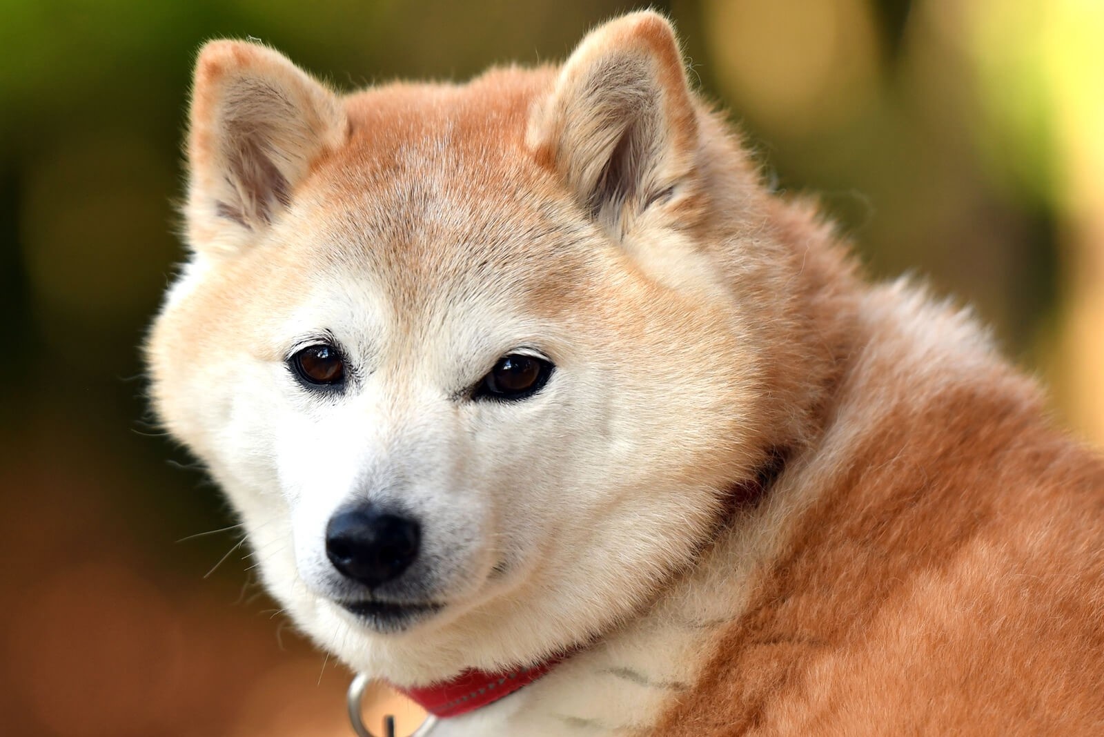 Giong cho lon va trung thanh nhat Nhat Ban hinh anh