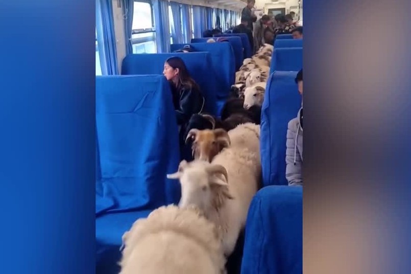 Chuyen tau cho gia suc doc dao o Trung Quoc hinh anh