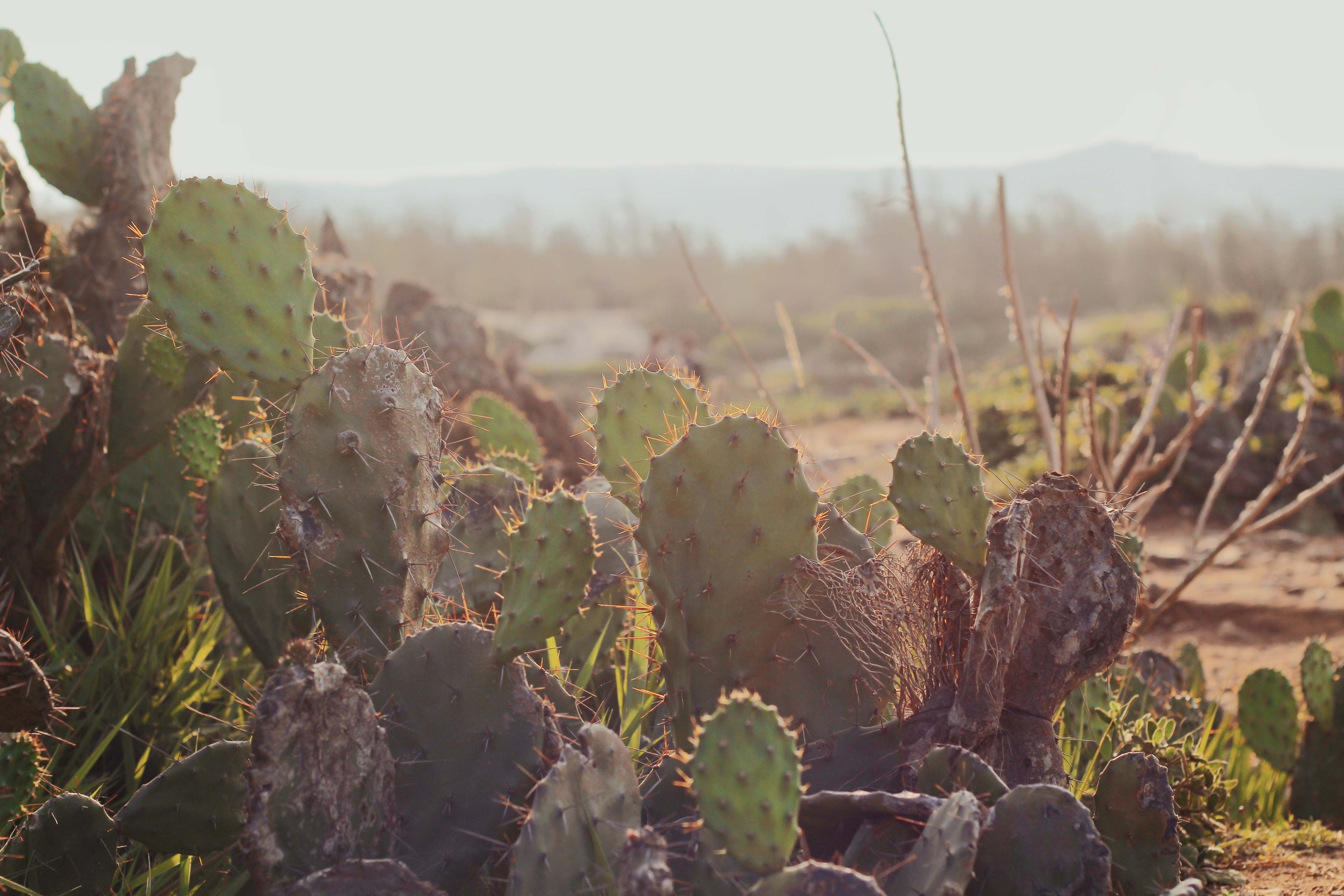 du lich Phu Yen anh 28