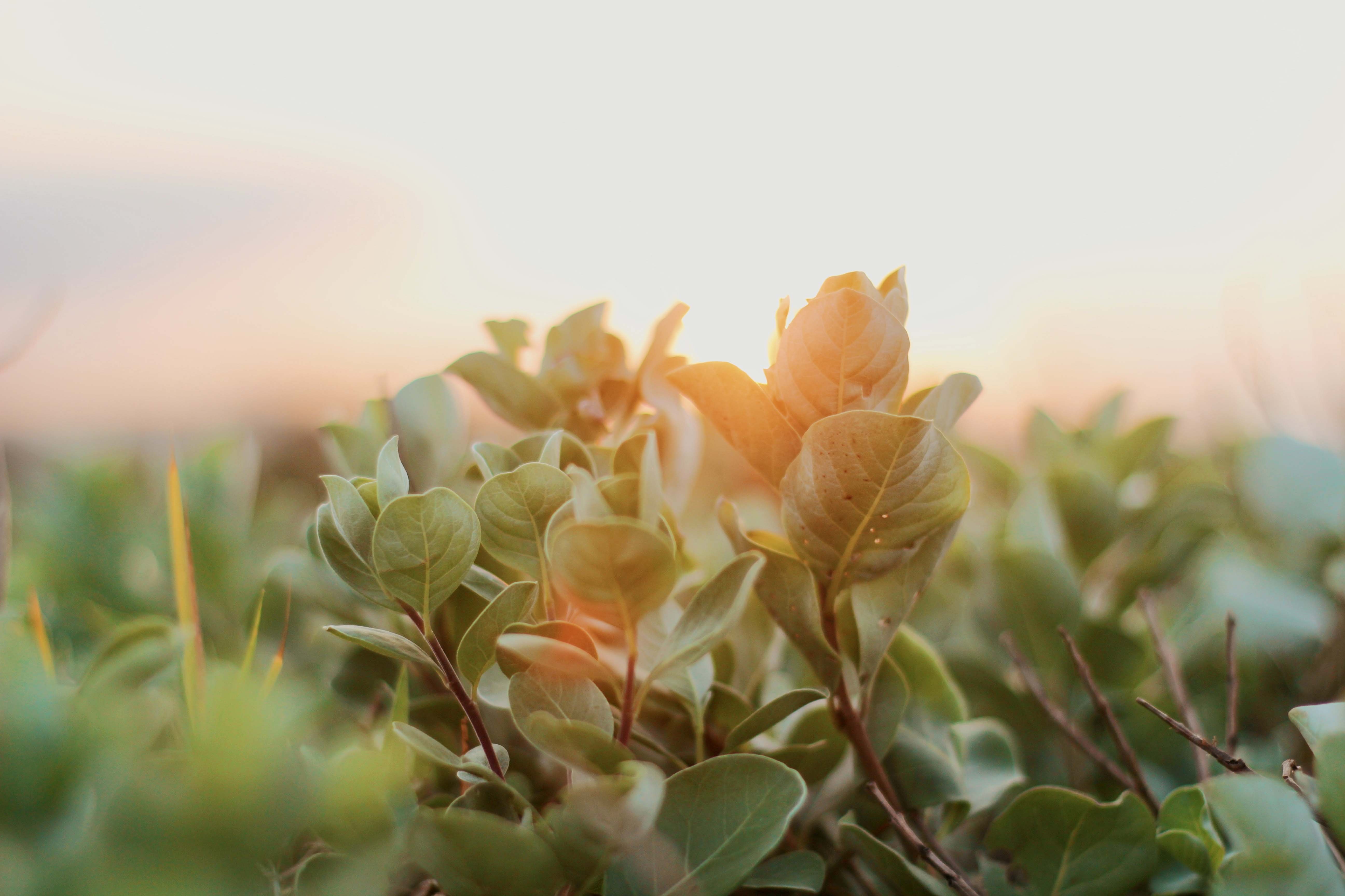 du lich Phu Yen anh 29